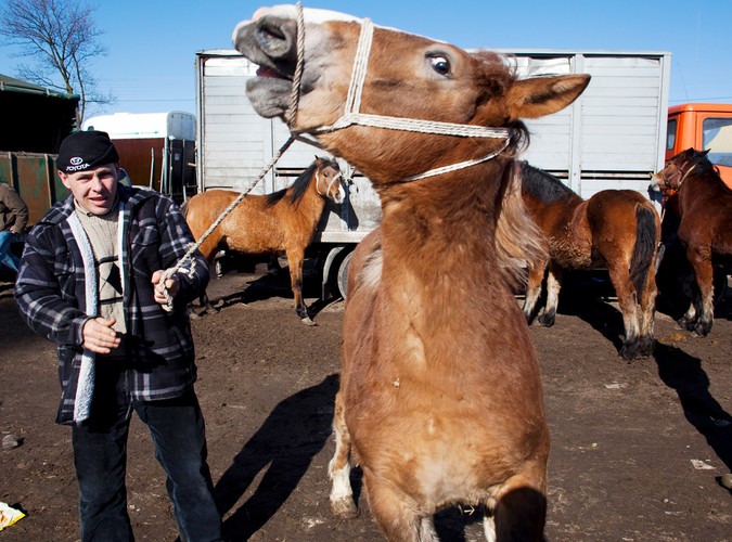 Juz poraz 366 w Skaryszewie odbyły się wstepy czyli targ koni