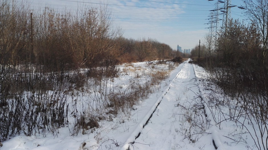 Kolejarze chcą wyciąć 3200 drzew w Warszawie. Miasto mówi STOP