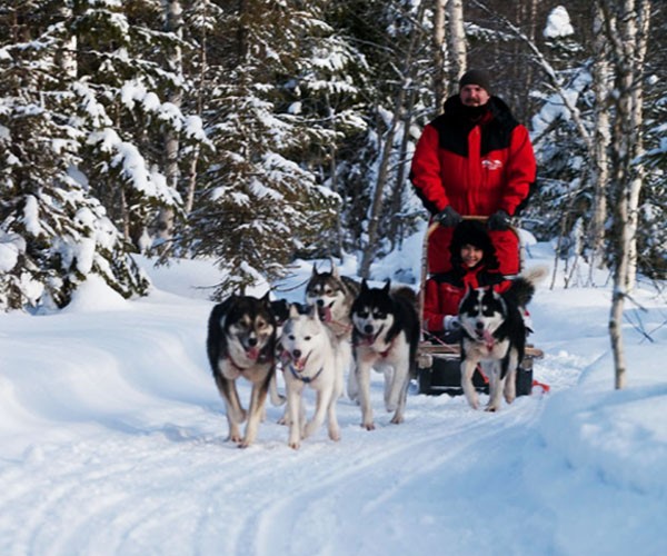 Urozmaiceniem podróży a zarazem wielką atrakcją była jazda psimi zaprzęgami, czyli najpopularniejszym środkiem komunikacji w Laponii ;-) …
