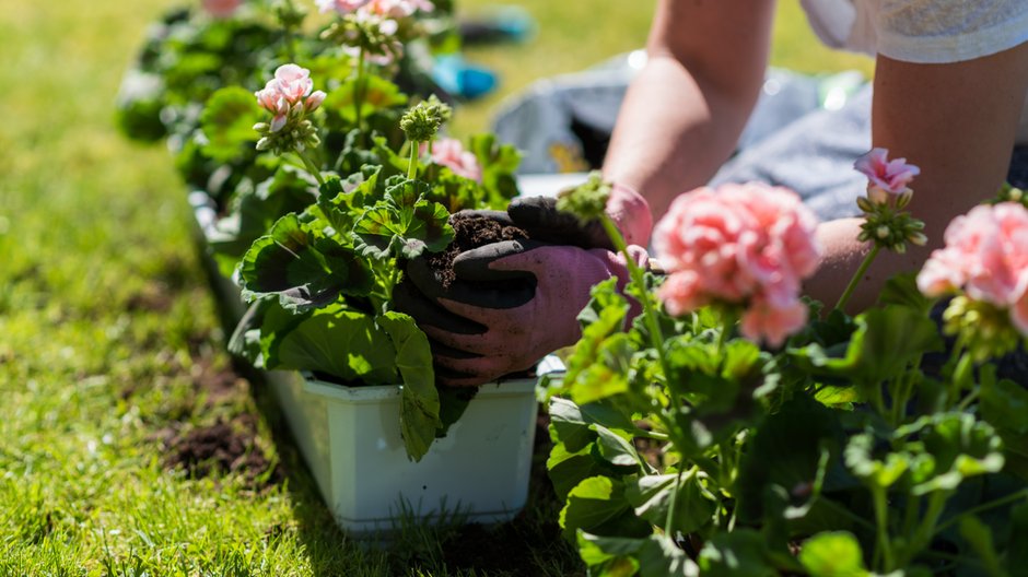 Pelargonie są doskonałą ozdobą balkonu i parapetu - Kristian/stock.adobe.com