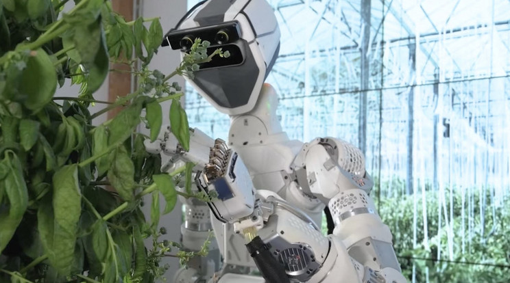 A kanadai Sanctuary AI vállalat által kifejlesztett Phoenix állítólag a világ első olyan robotja, amelyneknek az emberéhez hasonló intelligenciája van. A robotot arra hozták létre, hogy önállóan vagy ember által irányítva képes legyen feladatokat végrehajtani, például kertészkedni. Az irányítójától tanulni is tud, hogy tökéletesítse a képességeit. Lehet, hogy ez a morális képességek elsajátítását és fejlesztését is jelentheti? / Fotó: NorthFoto