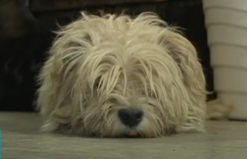 Šetnja gradom za njih podrazumeva udomljavanje najmanje još jednog psa