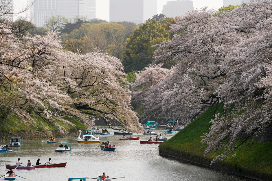 Cvetanje trešnji u Japanu - Tokio