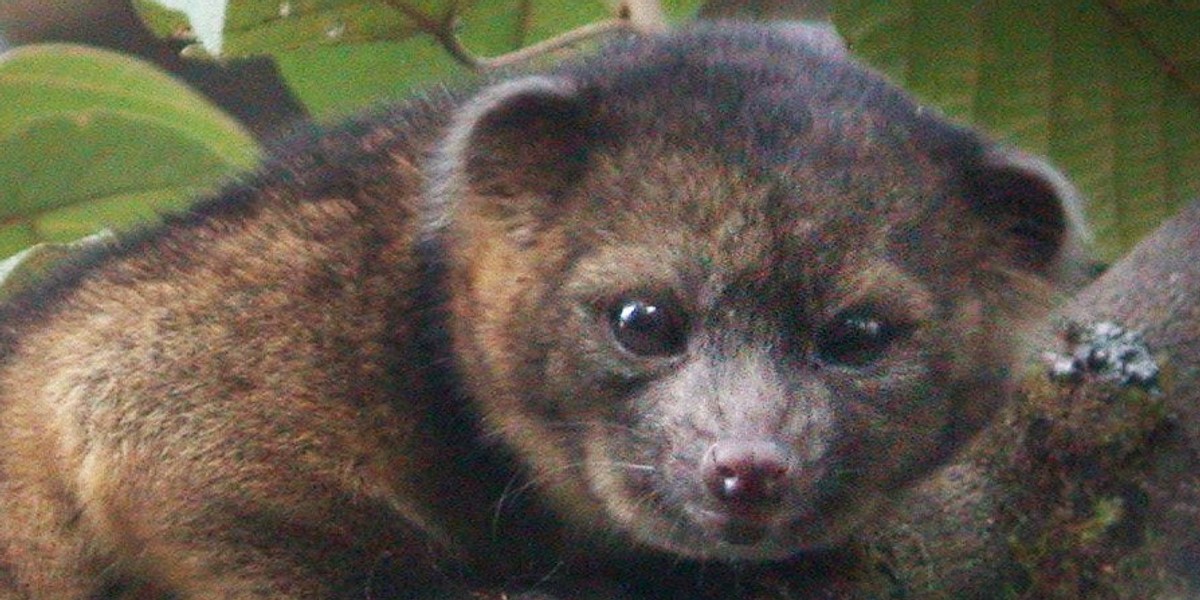 Olinguito