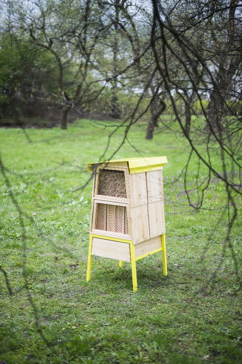 Pszczoły mają nowe domy