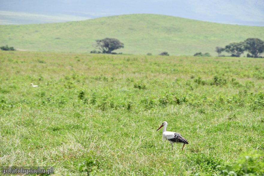 Bociany w kraterze Ngorongoro, Tanzania