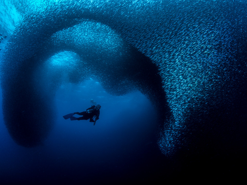 Zwycięzcy 8. Konkursu Fotografii Podwodnej Ocean Art 2019