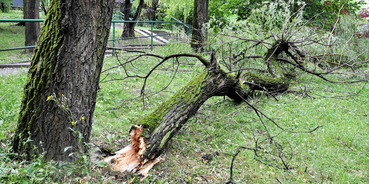 Uwaga na silny wiatr w Małopolsce