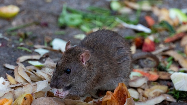 orvos válaszol patkányürülék fertőzés