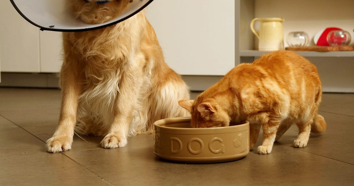 Is it Normal for a Cat to Eat Dog Food? - SizzleRoom