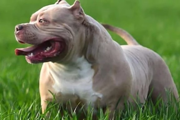 "SAM JE KRIV ŠTO GA JE MOJ PAS UBIO" Šokantna odbrana vlasnika "zveri" koja je rastrgla penzionera, sad ga čeka ROBIJA (VIDEO)