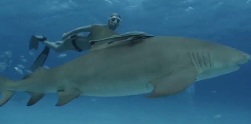 Lesli se ne plaši da priđe ajkulama