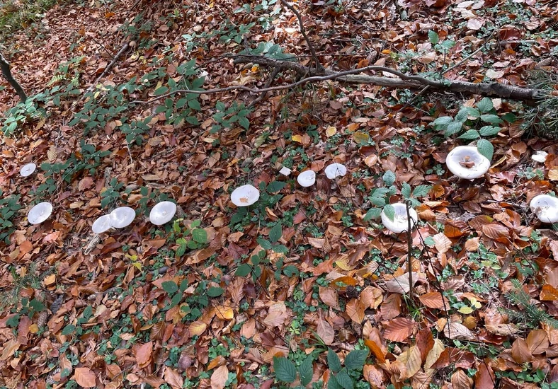 Białe, tajemnicze grzyby 