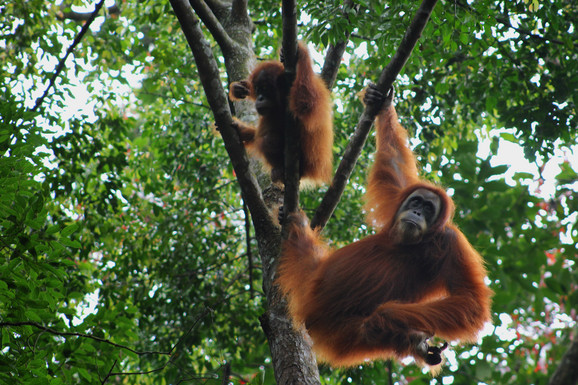 Orangutan kida i žvaće lekovitu biljku sa grane, a potom čini NEŠTO ŠTO JE ODUŠEVILO SVET: "Ovo je prvi put da smo videli ovakvo ponašanje!" (FOTO, VIDEO)