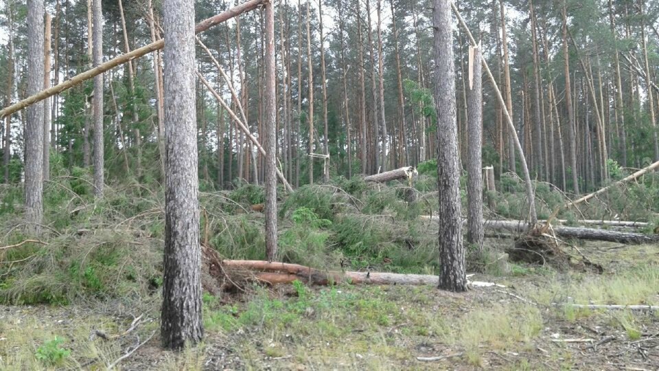 Gwałtowne nawałnice przewracały drzewa na terenie puszcz