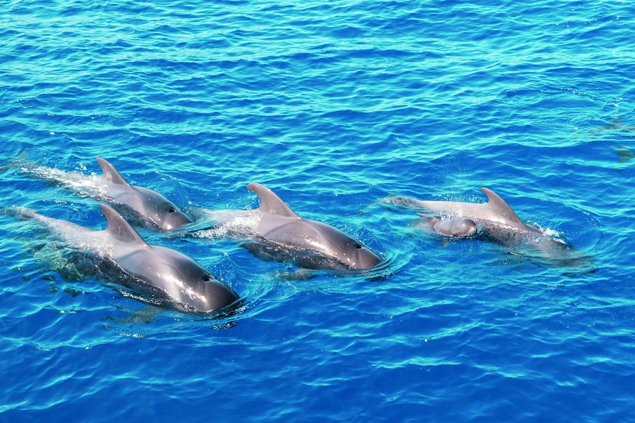 Żeglując po Kanarach, łatwo natknąć się na delfiny pływające w ogromnych stadach rozproszonych na powierzchni kilometra kwadratowego. 
