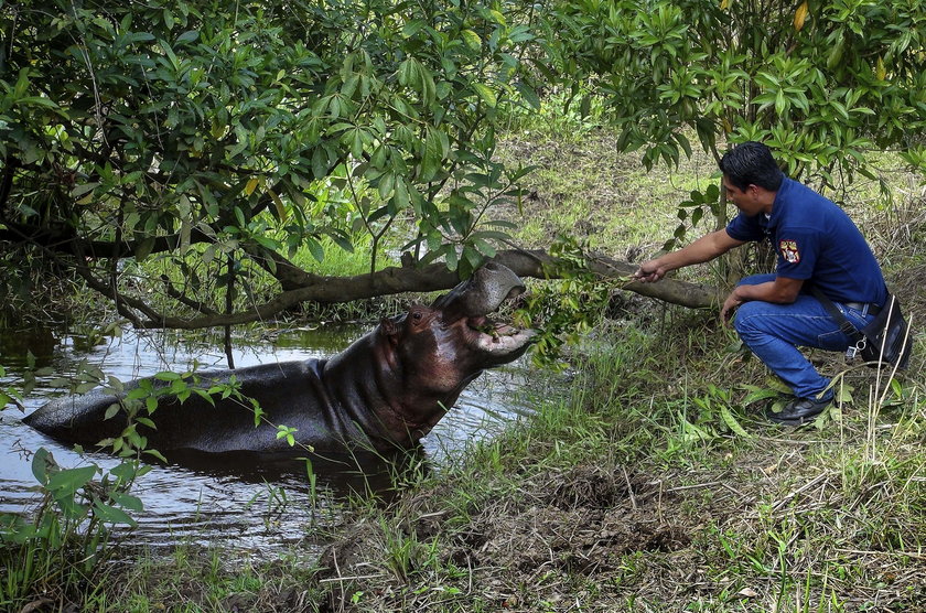 Znaleźli hipopotama w Meksyku. Nikt nie wie skąd się wziął