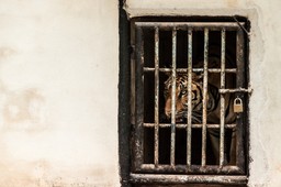 Czy Polska doczeka się Rzecznika Praw Zwierząt?