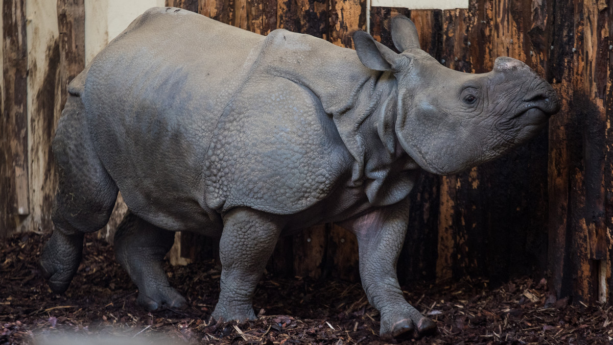 Nowa mieszkanka wrocławskiego ogrodu zoologicznego to samica nosorożca pancernego. W środę 3 kwietnia Maruszka (bo tak ma na imię) została przetransportowana do Wrocławia z Touroparc ZOO we Francji. Urocza pięciolatka już podbija serca opiekunów. Czekamy aż pojawi się na wybiegu.