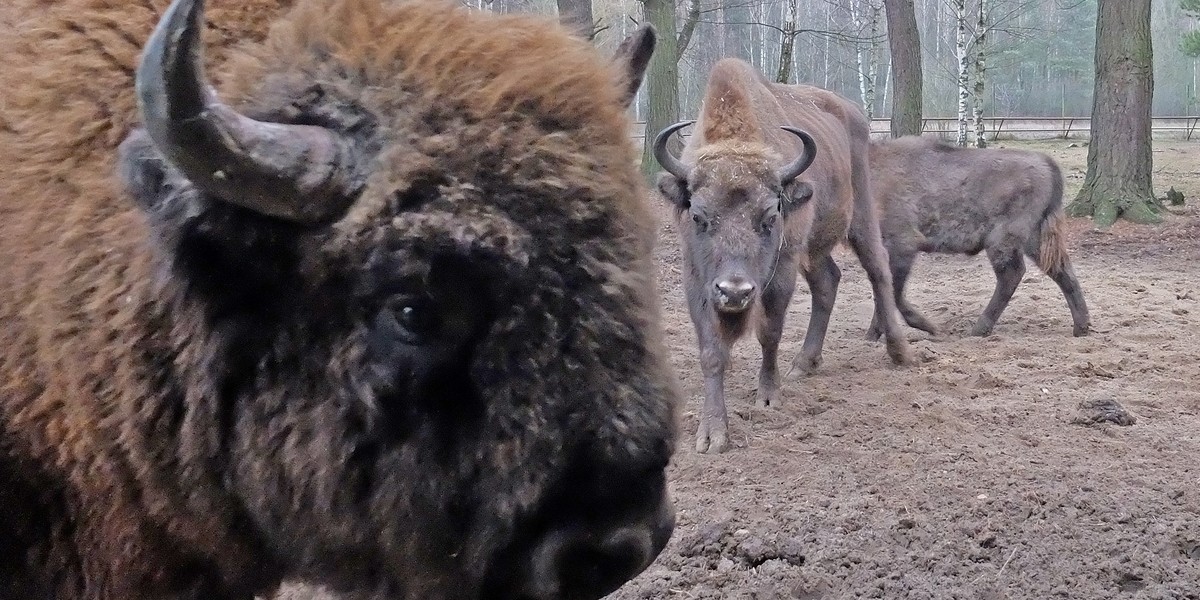 Żubr zaatakował człowieka 