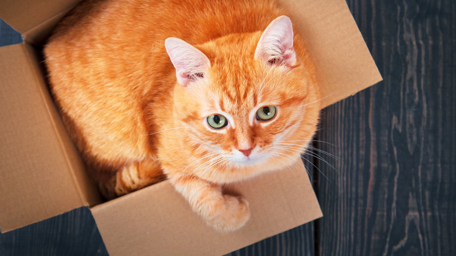 Koty uwielbiają kartonowe pudełka