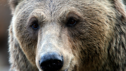Holtan találtak egy embert Oláhkocsárd közelében: minden jel arra utal, hogy medve támadhatta meg