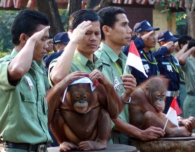 INDONESIA-IDAY-ORANGUTAN