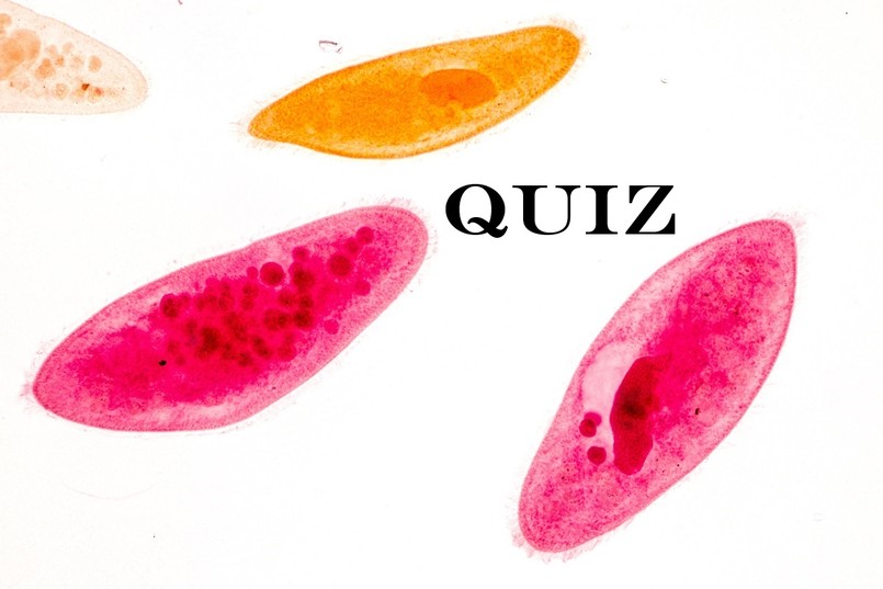 pantofelek quiz test biologia 5 klasa budowa pantofelka