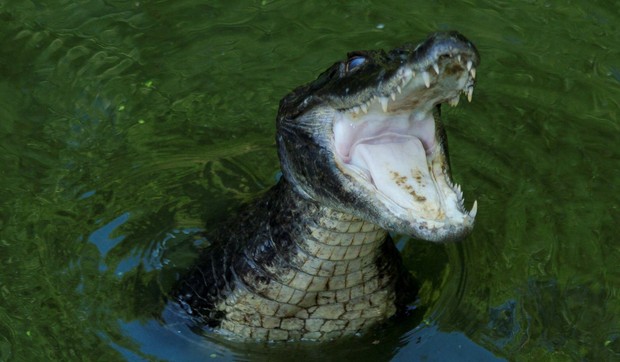 Ilustracija: Aligator