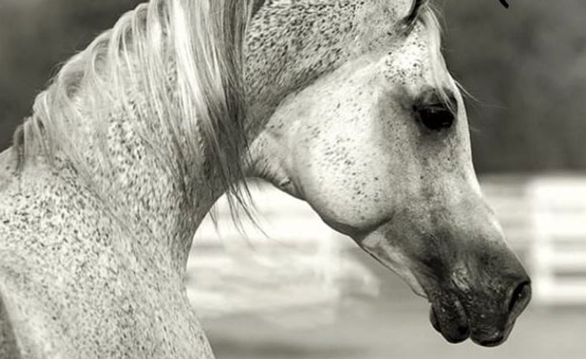 Ogier arabski Emigrant