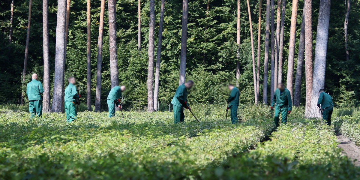 Więźniowie będą pracować w Lasach Państwowych.