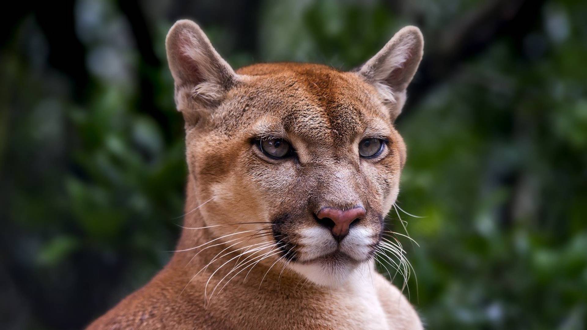 Američka puma zvanično izumrla