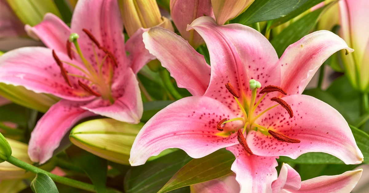 Co zrobić z liliami po przekwitnięciu? Czy obcinać lilie po przekwitnięciu?