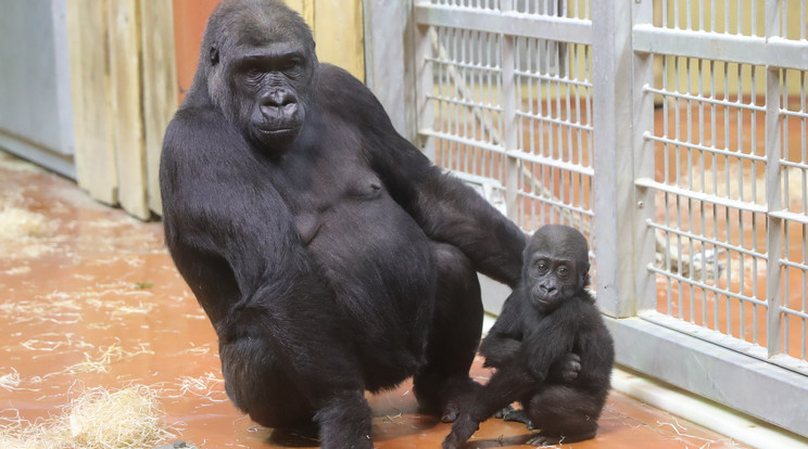 A gorillák védelmében kérik a mobilok újrahasznosítását – az akcióra a jövő hétvégén kerül sor az állatkertben./Fotó:Varga Imre