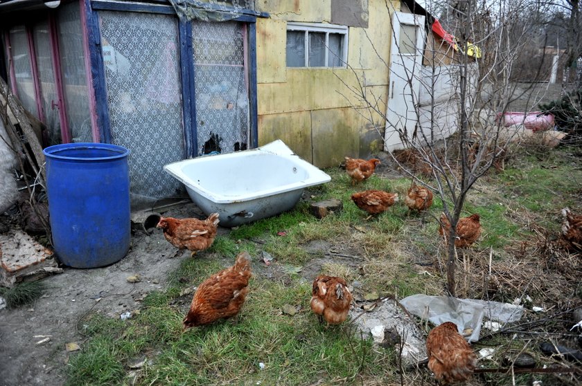 piekło zwierząt na Bałutach w Łodzi