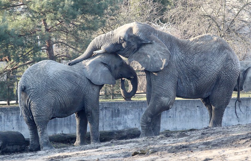 Słonie w warszawskim zoo