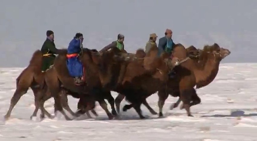 Trke kamila su omiljena zimska aktivnost Mongola