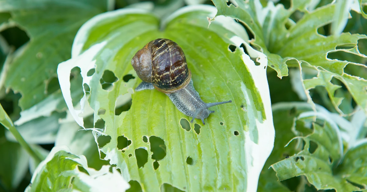 Ślimaki zjadają Twoje funkie? Rozsyp pod funkią, a uciekną do sąsiada na zawsze!