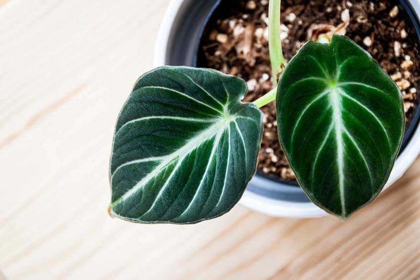 Alocasia - Adobe Stock - Svetlana