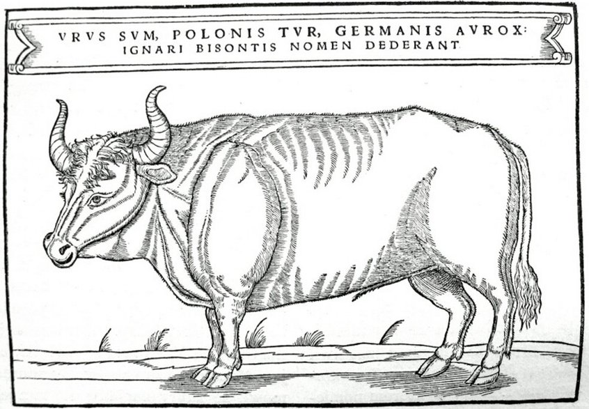 Ilustracja z książki Zygmunta Herbersteina wydanej w 1556 roku. Napis na górze głosi: Urus sum, polonis Tur, germanis Aurox: ignari Bisontis nomen dederant (Urus jestem, po polsku tur, po niemiecku aurox: nieuki zowią mnie bizonem)