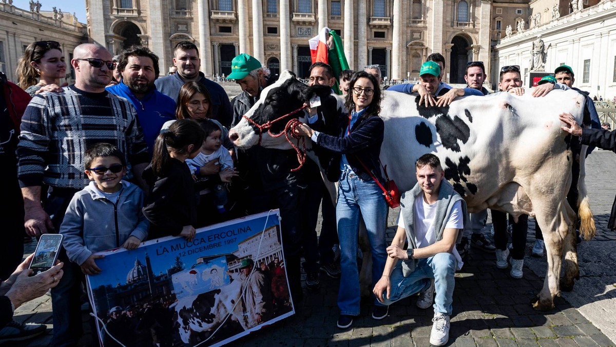 Protest rolników w Watykanie. Na modlitwę z papieżem przyprowadzili krowę