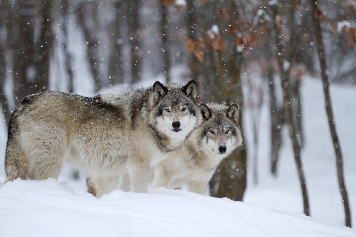 The wolf threw himself at a man in Smolnik. Attacked he had to run away