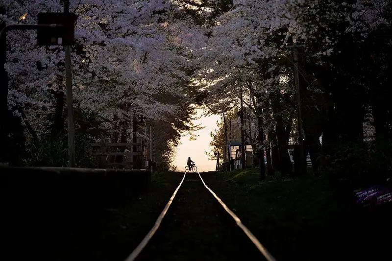 spring-japan-cherry-blossoms-national-geographics-510