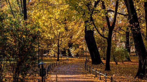 Palenie liści jest w Krakowie zabronione. Za spalanie odpadów zielonych straż miejska może wlepić mandat w wysokości do 500 zł lub grzywnę do 5 tys. zł.