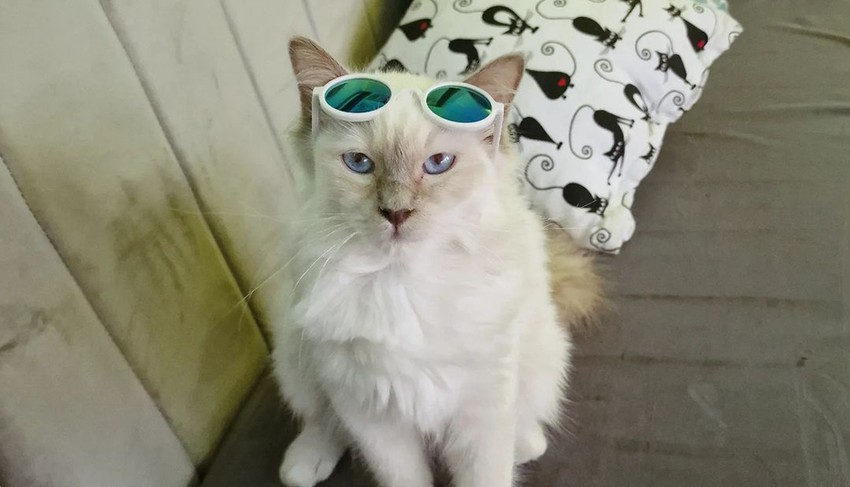 Cvečko, plavooki lepotan, obožava da se mazi