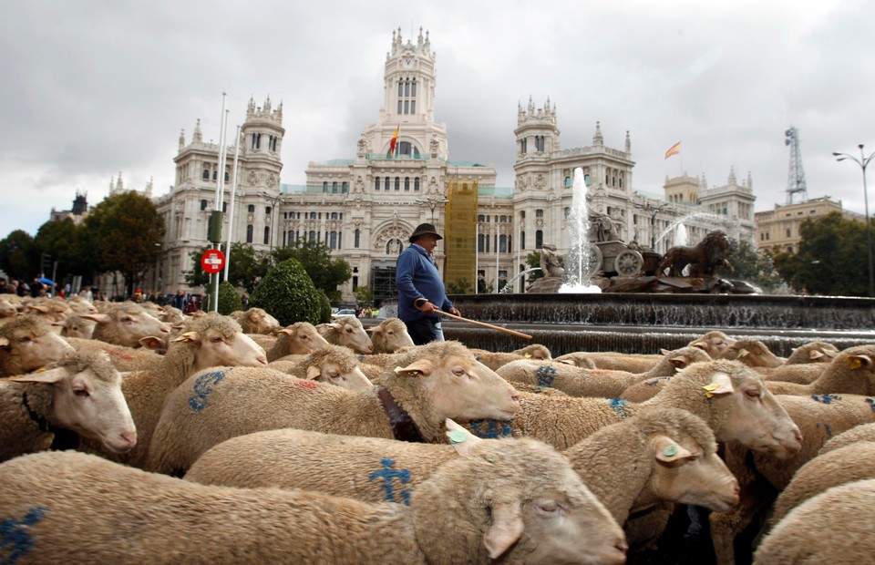 Hundreds of sheep are herded past Madrid's famous landmark Cibeles Fountain in central of Madrid