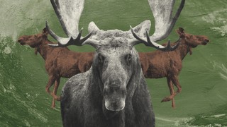 Król bagien odzyskał koronę. Co z moratorium na polowanie na łosie?