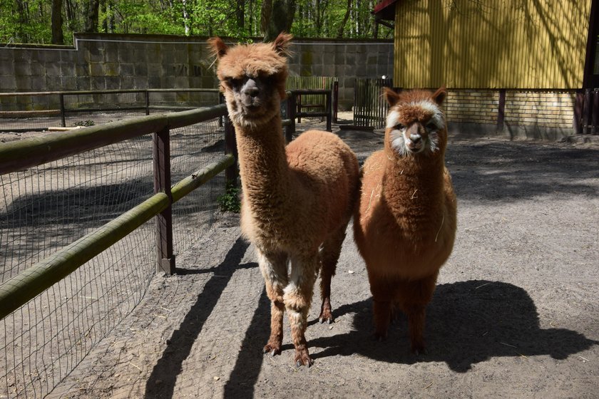 Zoo znów będzie czynne