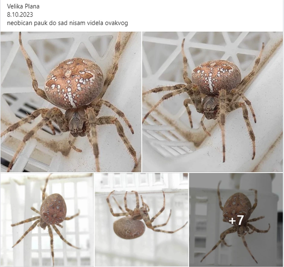 Ovo je pauk krstaš kog je Sanja uslikala