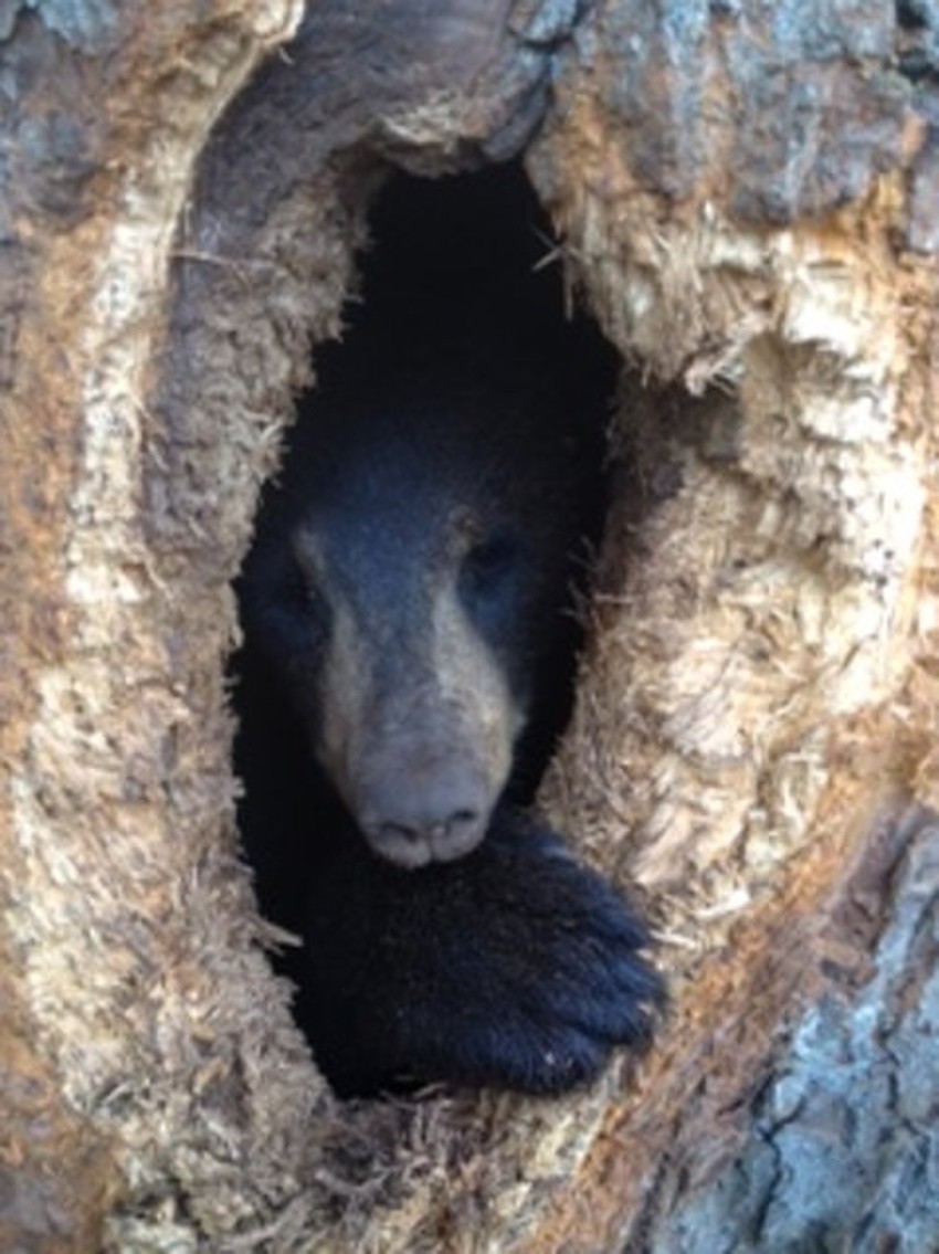 Zaglavljeni meda moli za pomoć
